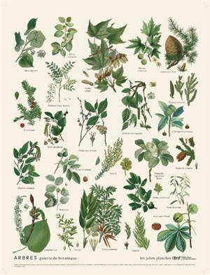 Arbres : galerie de botanique