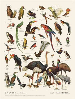 Oiseaux : leçons de choses