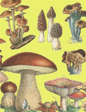 Champignons : leçons de choses : carnet