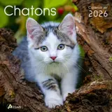 Chatons : calendrier 2026 : de septembre 2025 à décembre 2026