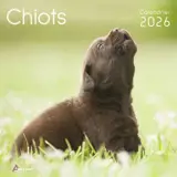 Chiots : calendrier 2026 : de septembre 2025 à décembre 2026