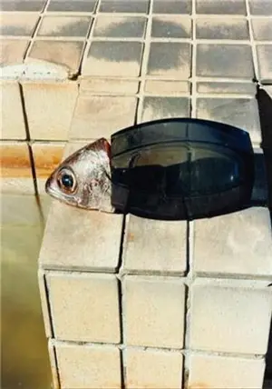 Tokyo Fishgraphs