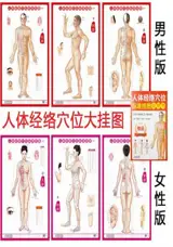 人体经络穴位标准挂图 (男性 女性) (3张) | Affiches acupuncture : Homme et Femme (3 affiches par genre, en chinois)
