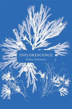 Inflorescence