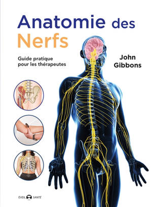 Anatomie des nerfs : un guide pratique pour les thérapeutes
