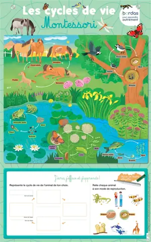 Les cycles de vie Montessori