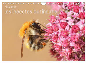 Nos amis, les insectes butineurs (Calendrier mural 2025 DIN A4 vertical), CALVENDO calendrier mensuel