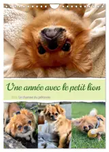 Une année avec le petit lion - Le charme du pékinois (Calendrier mural 2026 DIN A4 horizontal), CALVENDO calendrier mensuel
