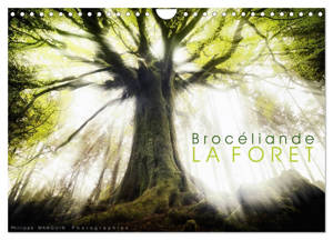 BROCELIANDE, la forêt (Calendrier mural 2026 DIN A4 vertical), CALVENDO calendrier mensuel