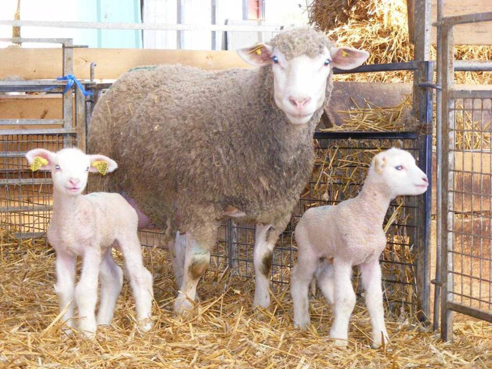 Les vollailes et agneaux de la ferme