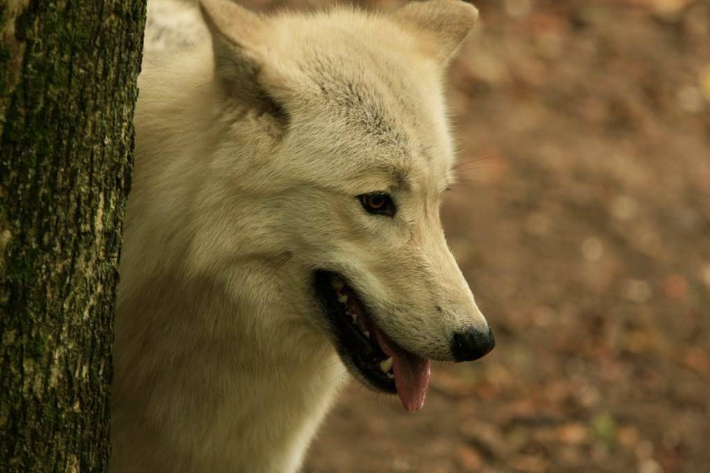 Loup arctique