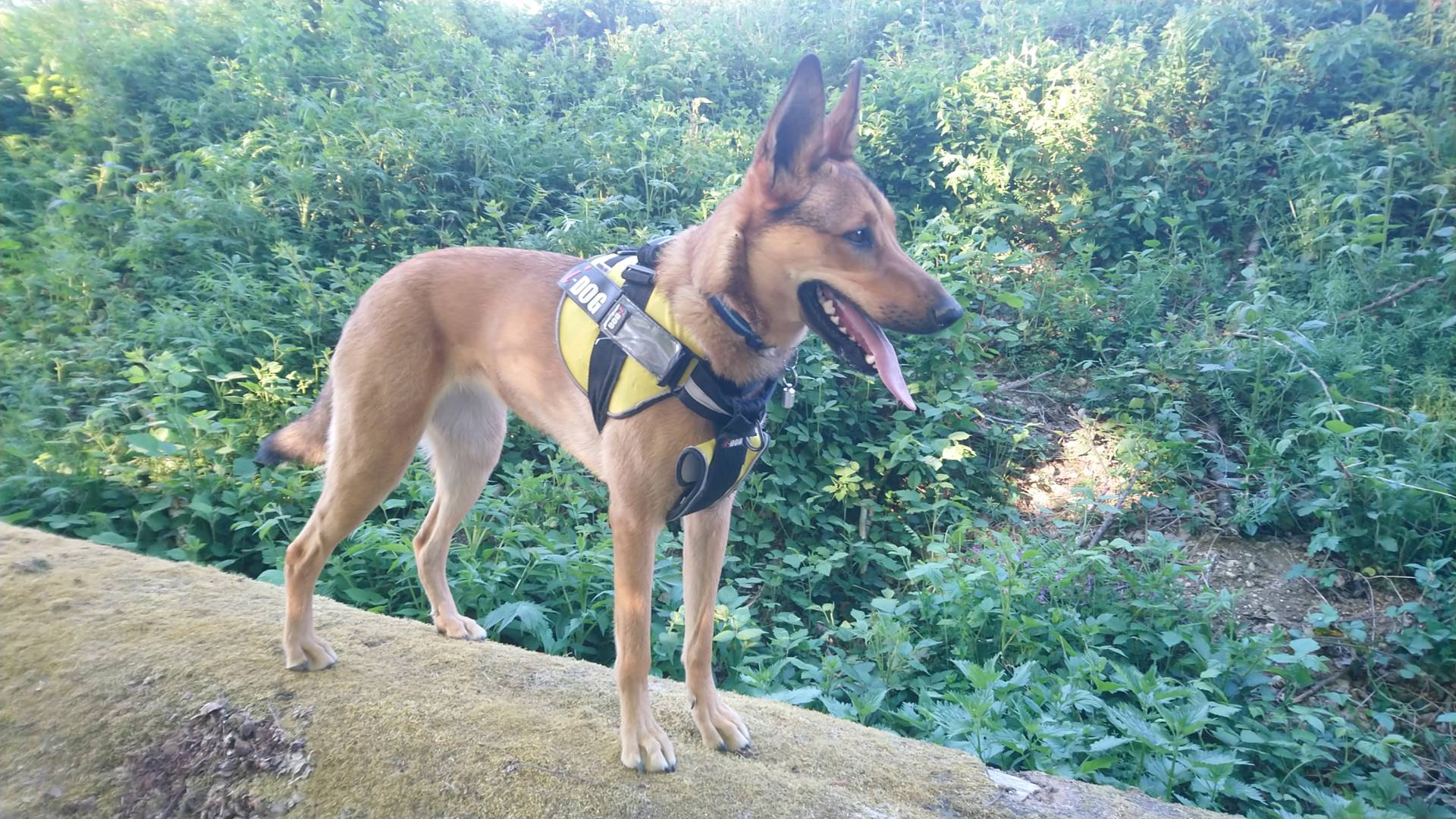 Ikea-vacances-chien-argonne-en-ardenne