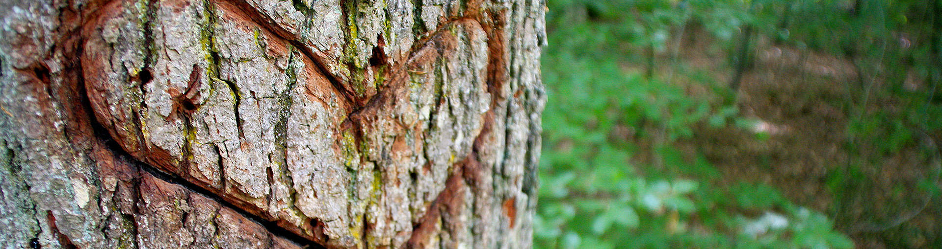 OTAA_Header_Nature_coeur_1920x509.jpg