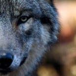 OTAA_HomePage_header_loup-gris_©Anne-FREZARD.jpg