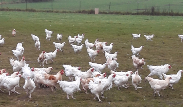 Visite à la ferme