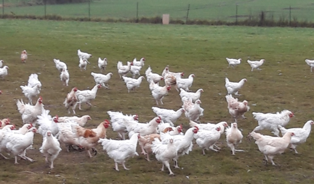 Visite à la ferme 