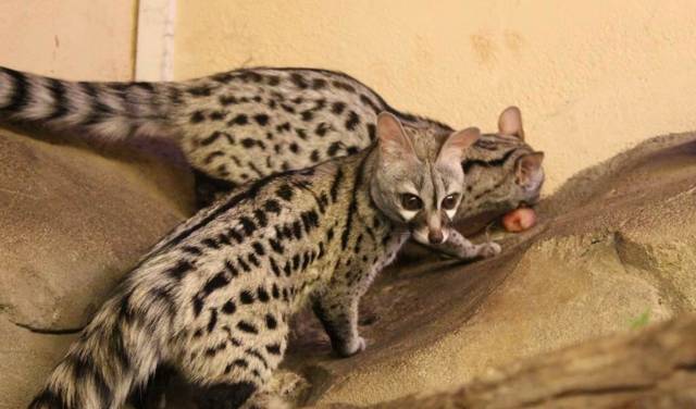 Animalier d'un jour