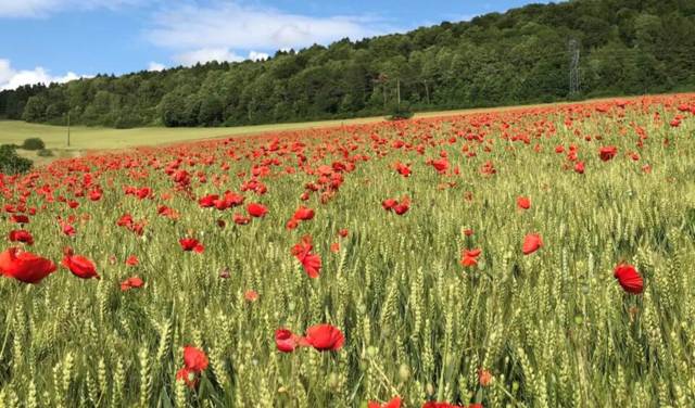 belle photo a faire nature ardennaise