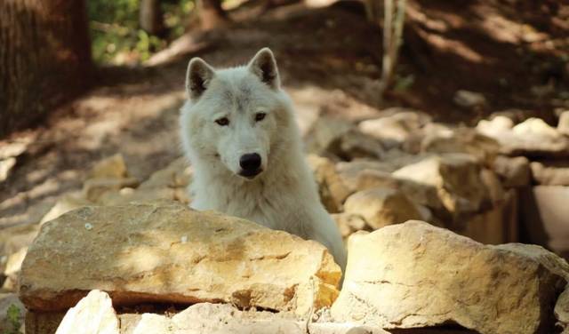 PAD - loup arctique - Yéti dans bassin © Sophie BETTIG _ retouch