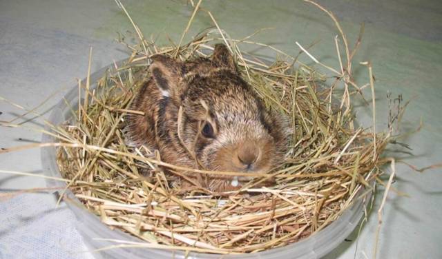 petit lapin de viendra grand