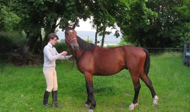 Domaine de Montflix, chambres d'hôtes en Argonne, élevage de chevaux, sentiers de randonnée. Accueil Motards. - Grandpré - Ardennes