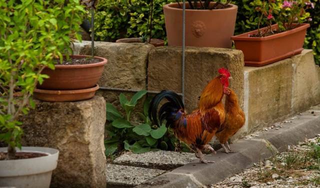 Maitre Coq