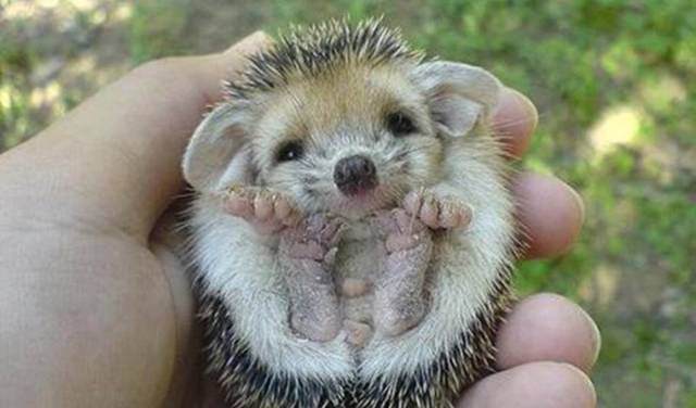habitant insolite à rencontrer