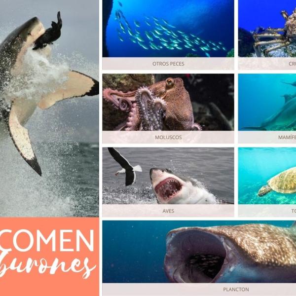 Qué comen los animales terrestres Actualizado septiembre 2022 Qué comen los animales terrestres Actualizado septiembre 2022