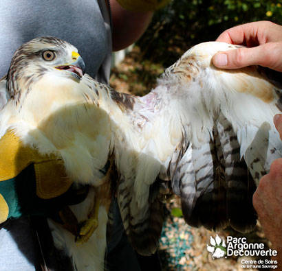 PAD_Centre_de_Soins_Faune_Sauvage_Buse_relacher.jpg