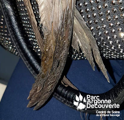 PAD_Centre_de_Soins_Faune_Sauvage_Header_leurs_histoires_martinet_goudron.jpg