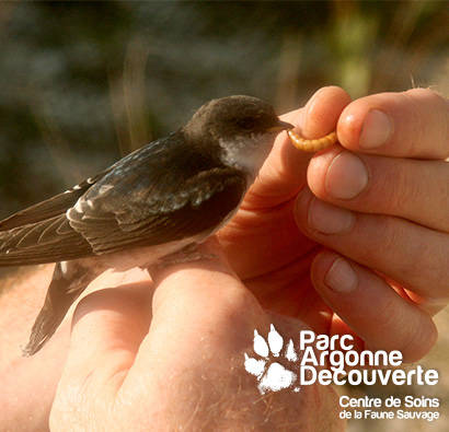 PAD_Centre_de_Soins_Faune_Sauvage_Hirondelle_relachee.jpg