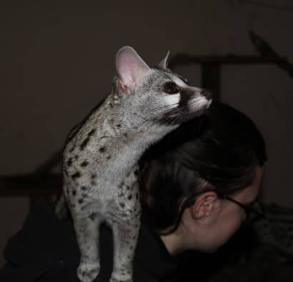 PAD_Nocturnia_genette_410x395.jpg