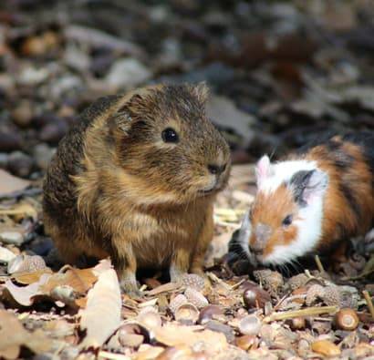 PAD_Saint-Valentin_amour_Hiver_cochons_d_inde_410x395.jpg