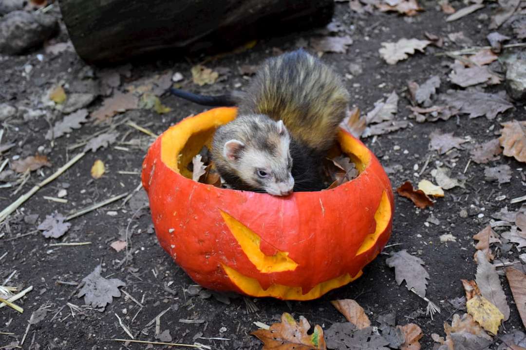 PAD_halloween_déco_furet.jpg