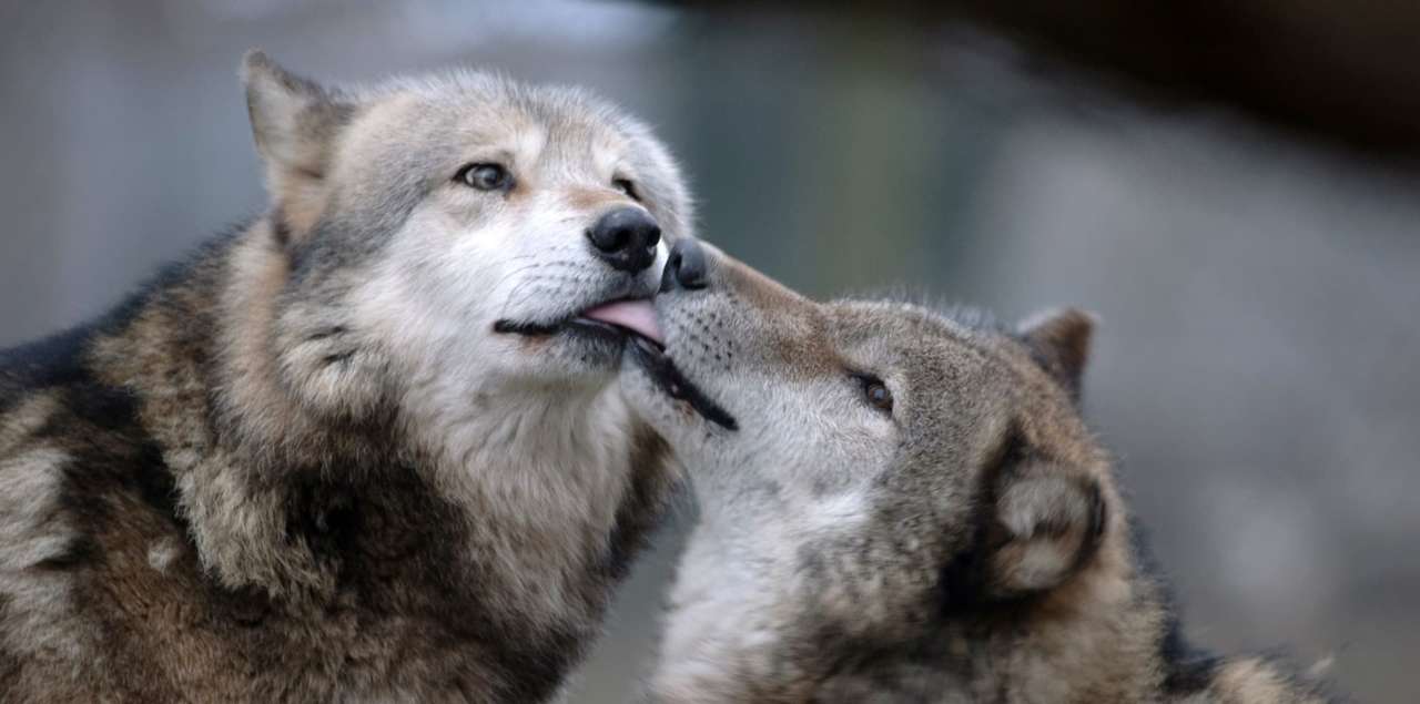 PAD_header_accueil_loups_gris_amour_saint_valentin.jpg