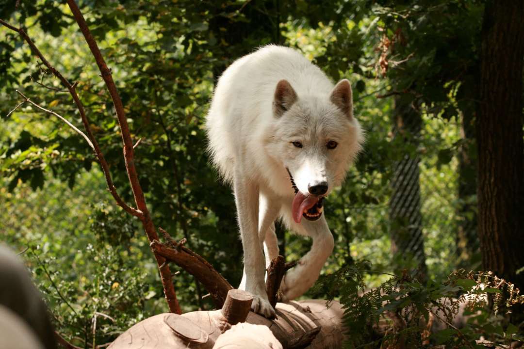 PAD_instants_photos_loup_arctique_yeti_branches.jpg