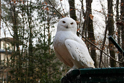 PAD_accueil_mosaique_oiseaux_hibou_harfang_voliere.jpg