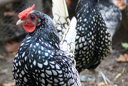 PAD_Ferme_poule.jpg