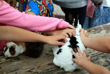PAD_petite_ferme_lapin_animation.jpg