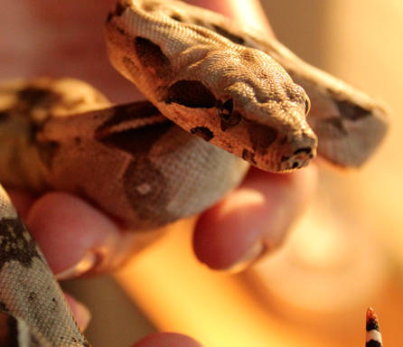 PAD_animalier_dun_jour_boa_imperator.jpg