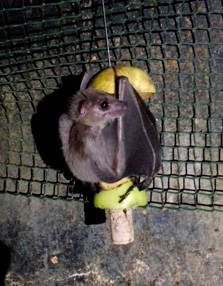 PAD_animalier_dun_jour_chauve-souris_nourrissage.jpg