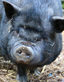 PAD_Ferme_cochon.jpg