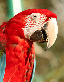 PAD_oiseaux_mosaique_perroquet.jpg