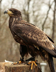 PAD_oiseaux_mosaique_vautour_aigle.jpg