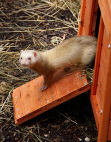 PAD_petite_ferme_furet_enclos.jpg