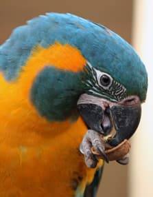 PAD_photos_perroquets_ara_ararauna.jpg