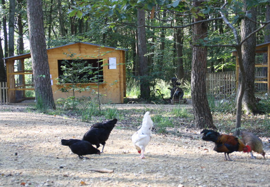 Ferme - Basse cour.JPG