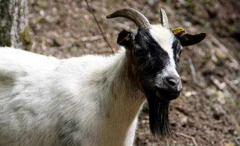 PAD_Ferme_chevre.jpg