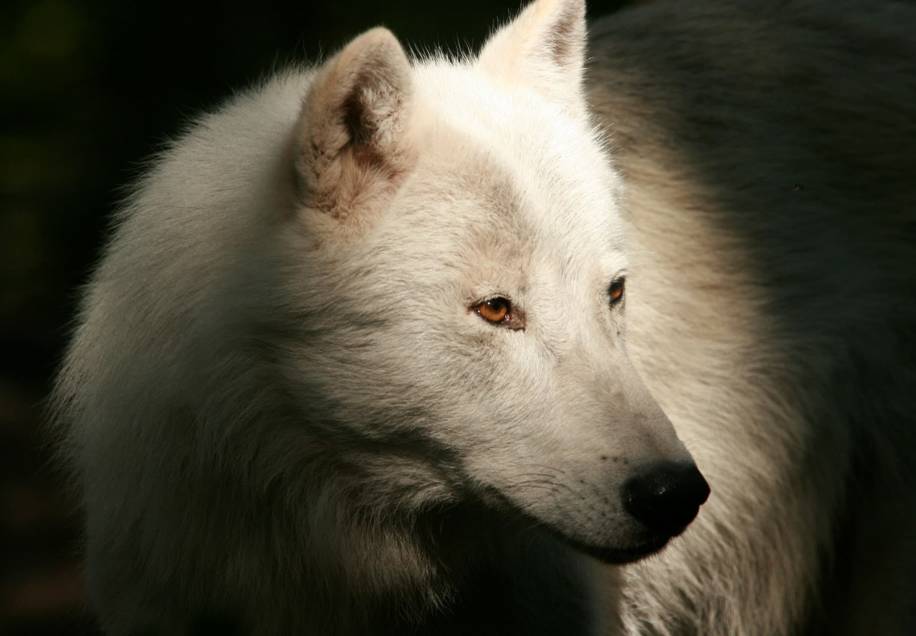PAD_instants_photos_loup_arctique_yeti_lumiere.jpg