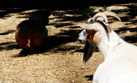 PAD_mini_ferme_pedagogique_poule+chevre.jpg